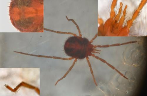 Erythraeus sp.